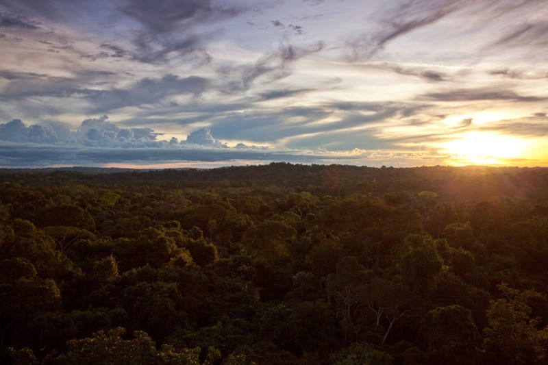 Sunset at canopy tower